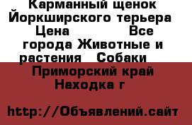 Карманный щенок Йоркширского терьера › Цена ­ 30 000 - Все города Животные и растения » Собаки   . Приморский край,Находка г.